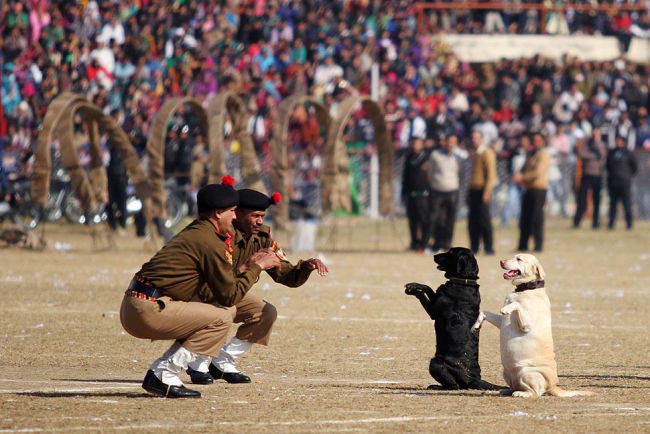 Indian Border Security Force Dog Squad personnel take part in a march during Republic Day celebrations in Jammu. India celebrated its 65th Republic Day with a large military parade in the capital New Delhi and similar events across the country.