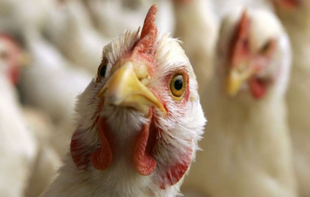 Bird-flu-600_0