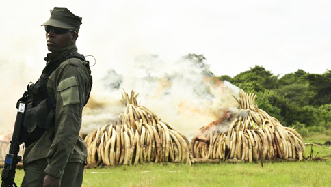 Kenya-sets-fire-to-ivory
