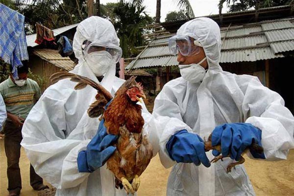 bird-flu