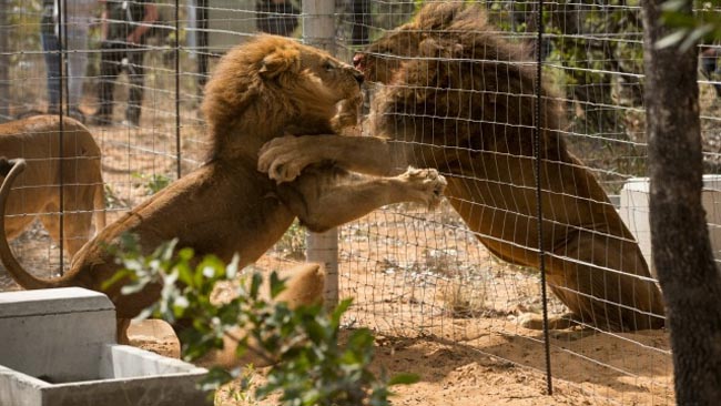 lions-rescued-south-africa