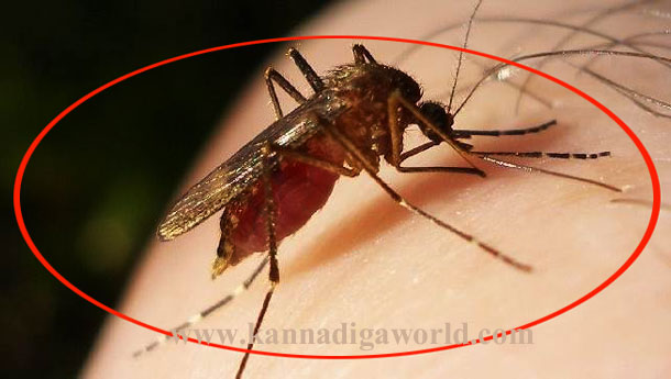malaria_mosquito