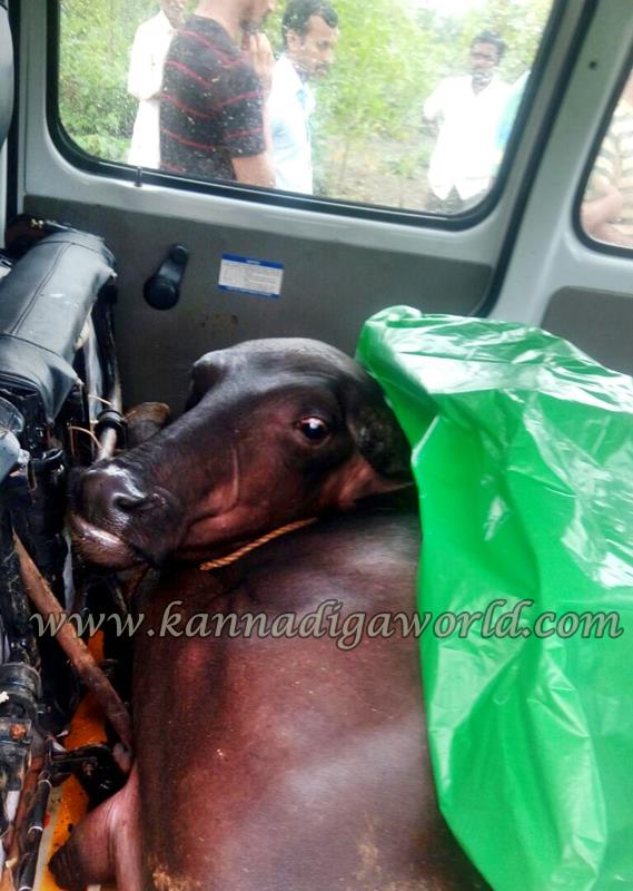 Kundapura_Byndoor_Illeagle Cow Transport (1)