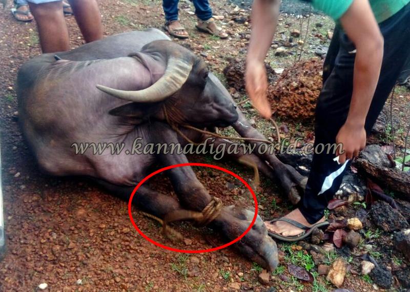 Kundapura_Byndoor_Illeagle Cow Transport (2)