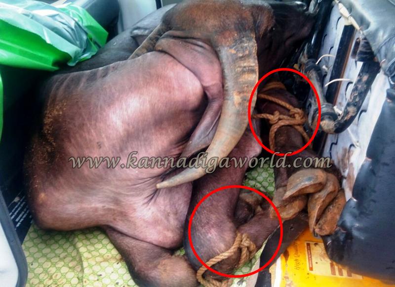 Kundapura_Byndoor_Illeagle Cow Transport (3)