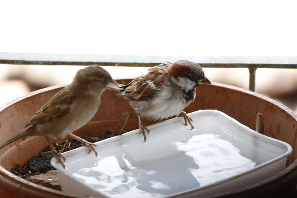 Mumbai_Bird_ Bathing_1