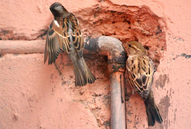 Mumbai_Bird_ Bathing_21