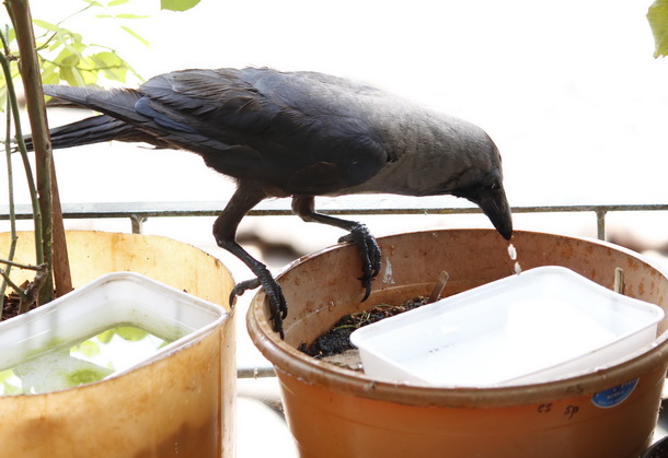 Mumbai_Bird_ Bathing_22