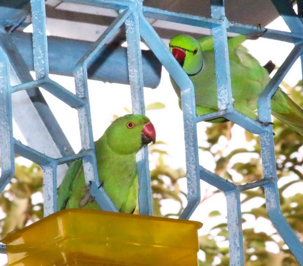 Mumbai_Bird_ Bathing_27