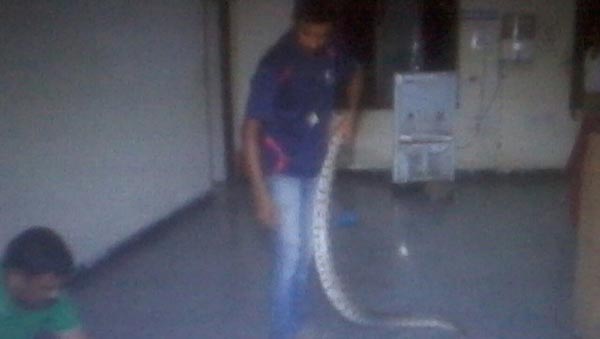python in Hyderabad