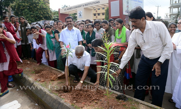 Salumara_thimmakka_ (12)