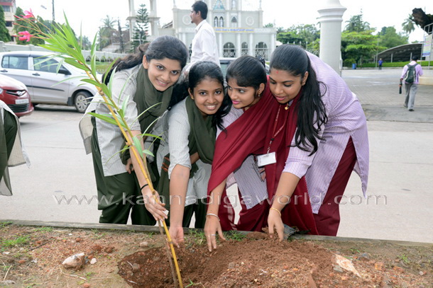 Salumara_thimmakka_ (13)