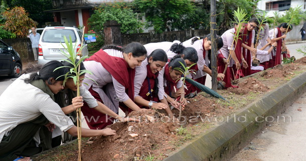 Salumara_thimmakka_ (14)