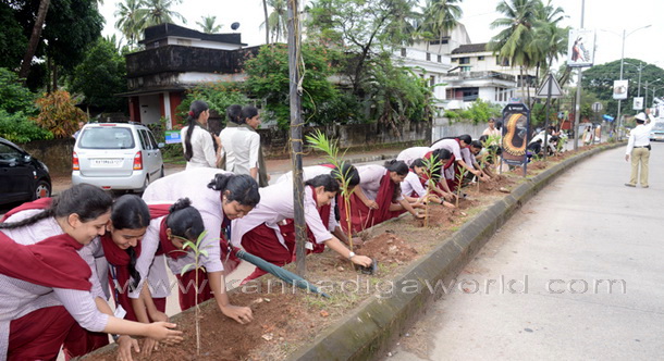 Salumara_thimmakka_ (25)