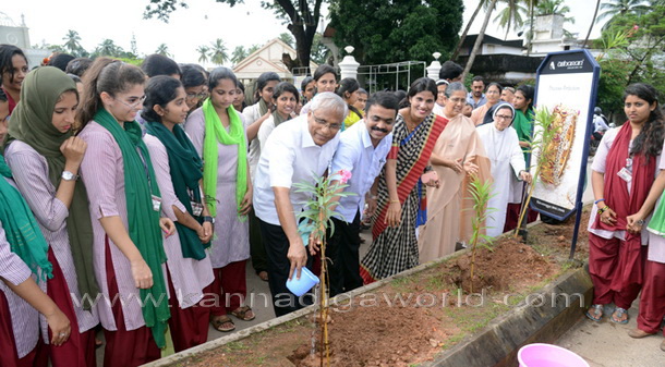 Salumara_thimmakka_ (9)