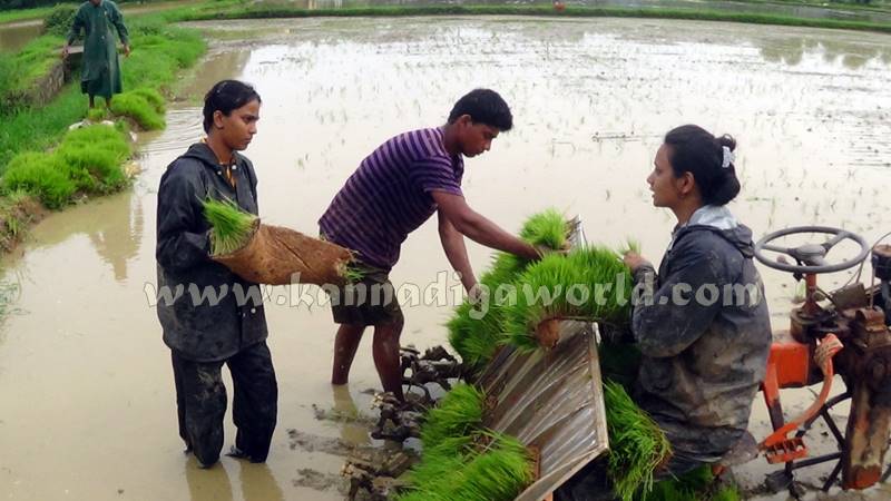 Udupi_Udyavara_agriculture (2)