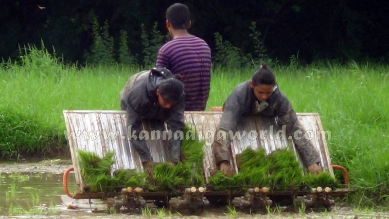 Udupi_Udyavara_agriculture (3)