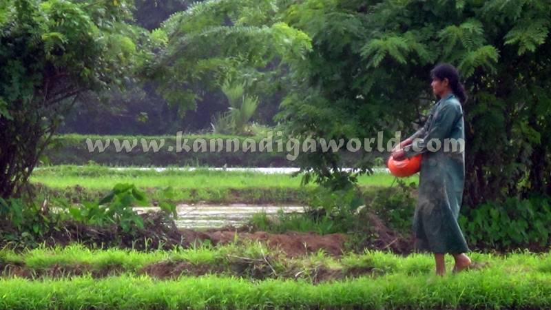 Udupi_Udyavara_agriculture (4)