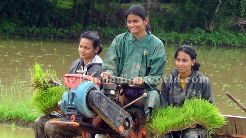 Udupi_Udyavara_agriculture (5)