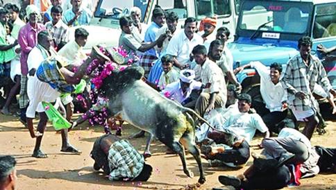 jallikattu-13