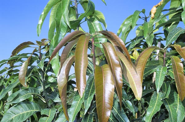mango-leaves