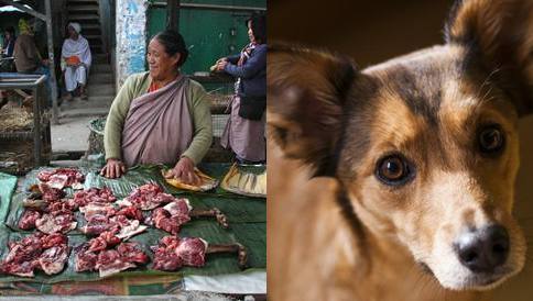 nagaland-dog