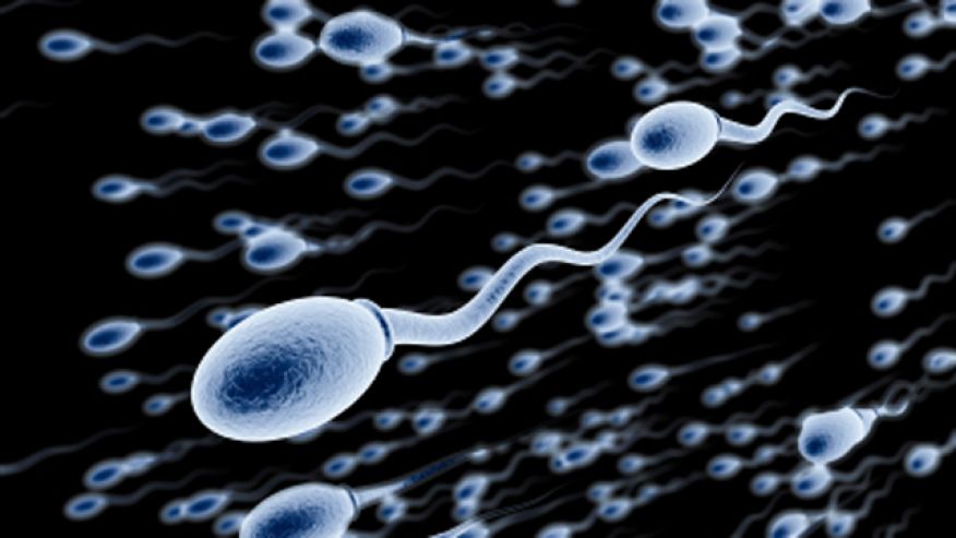 sperm