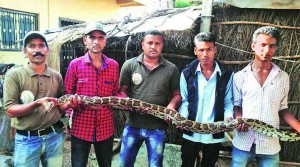 vadodara slither hiss